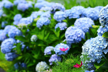 アジサイとコスモス