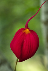 red flower on green background