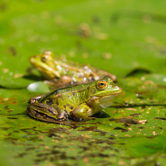 two green frogs (rana) sitting on water lily leaf in pond