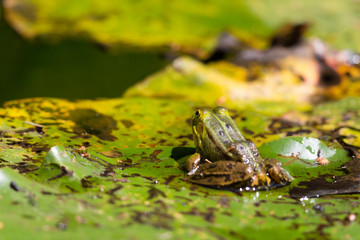 back view little green frog (rana) sitting on water lily leaf in pond