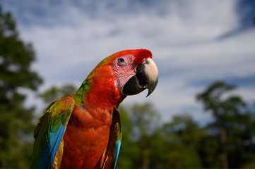 Portrait of sitting yellow breast Ara. (Ara ararauna).