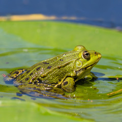 portrait green frog (rana) sitting on water lily leaf in water