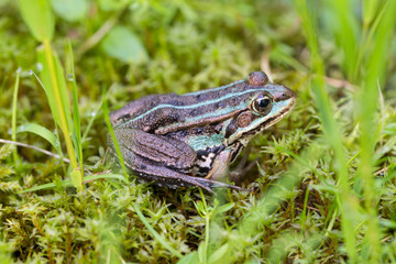 detailed portrait frog (rana) sitting in green grass