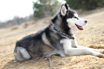 Black and white Husky walks in nature. Portrait of a dog. Details