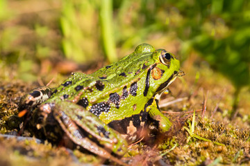 close view green frog (rana) sitting in grass, sunlight