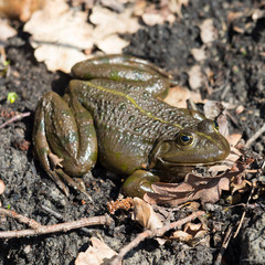top view frog (rana esculenta) sitting on natural ground