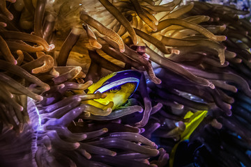 Clownfish in anemone field at night. Macro photography.