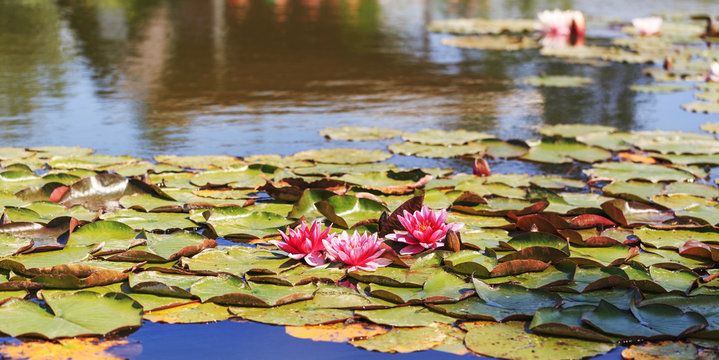 Waterlily in garden pond on sunny summer day