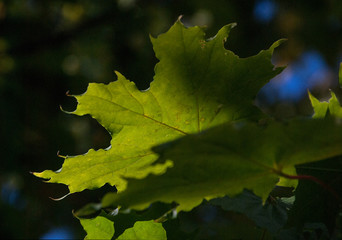 green leaves of maple