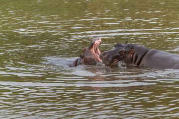 Fototapeta premium Nearly submerged hippotomus in blue water yawns wide open, showing all its teeth, facing mostly towards the camera, Ngorongoro Conservation Area, Tanzania