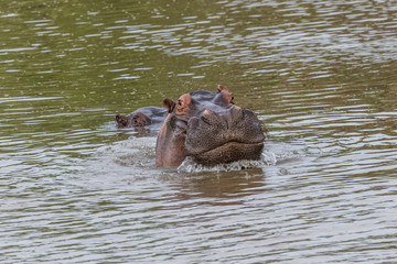 Fototapeta premium Nearly submerged hippotomus in blue water yawns wide open, showing all its teeth, facing mostly towards the camera, Ngorongoro Conservation Area, Tanzania