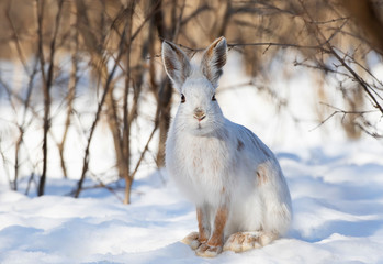 Snowshoe hare in winter in Canada © Jim Cumming