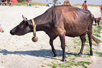 Thirsty domestic farm red black cow walks on sea coastal beach coastline among people