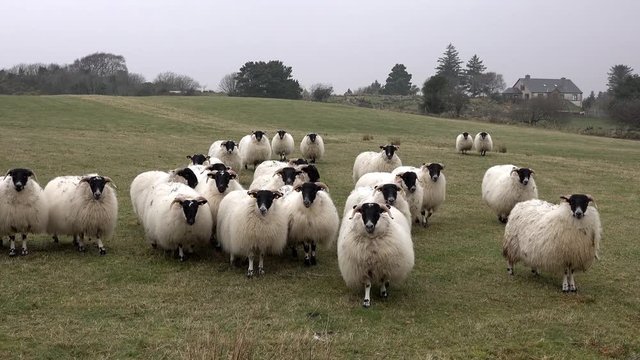 Funny curious sheep looking and walking towards the camera