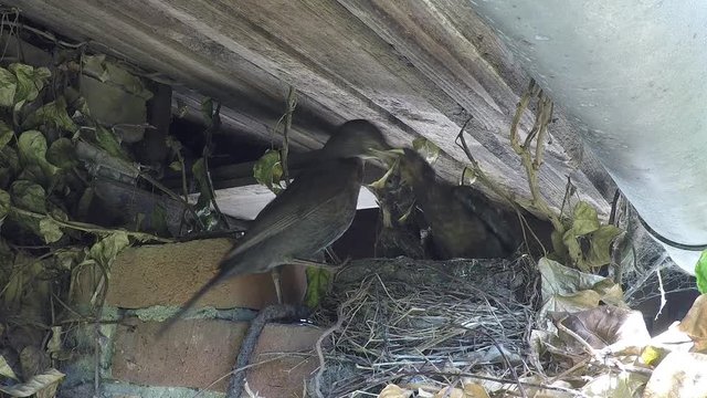 Blackbird feeds a nest full of very hungry young birds. 