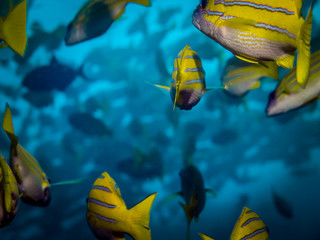 Bigeye Snapper fish school in blue ocean