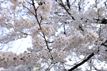 cherry blossom