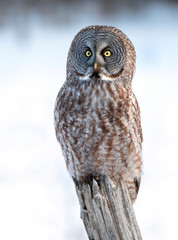 Great grey owl (Strix nebulosa) perched on a post in winter in Canada