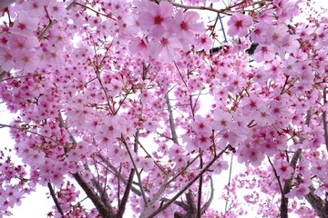 cherry blossom