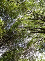 Bamboo ceiling