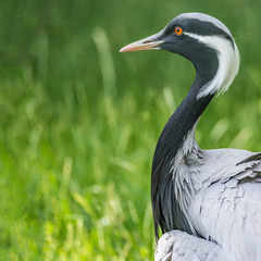 Beautiful portrait of Demoiselle Crane (Grus Virgo) at green smooth background, closeup, details