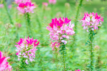 Cleome spinose in early summer