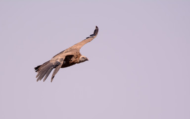 Vulture in simien mountain