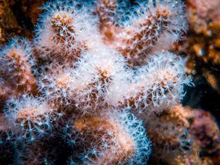 Coral polyp at the bottom of the sea. Coral reef