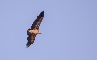 Vulture in simien mountain