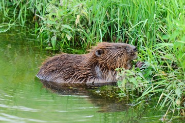 European great beaver by the river bank. Looking for food.