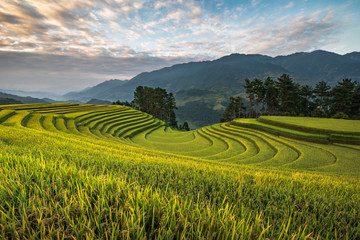 Naklejka premium Rice terrace Mountains in Mu can chai, Vietnam