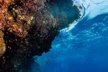 Coral reefs and water plants in the Red Sea, Eilat Israel