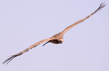Air vulture in Simien mountain