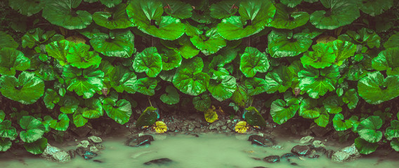 green wet leaves natural background banner