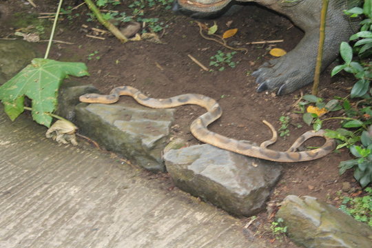 snake in the grass
