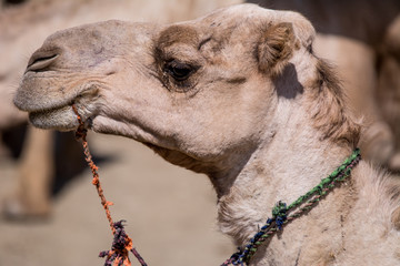 Camel in Danakil in Etiopian