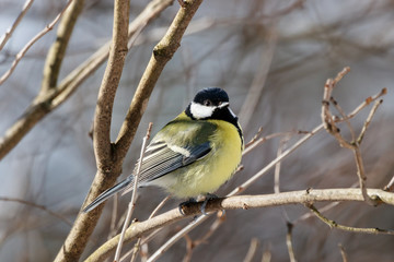Fototapeta premium Great tit parus major sitting on branch of bush. Cute common colorful park songbird. Bird in wildlife.