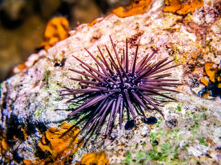 A close-up view of sea urchin on the rock