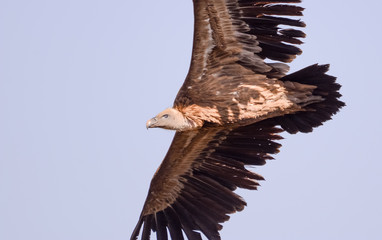 Air vulture in Simien mountain