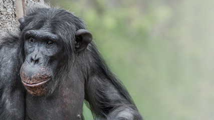 Portrait of laughing and smiling Chimpanzee