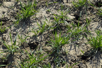 The field of winter wheat, making root dressing seedlings