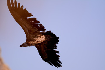 Air vulture in Simien mountain