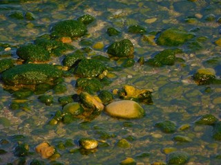 Rocks with moss under the seashore