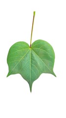 Fototapeta premium The green color of the leaves is bright and comfortable.