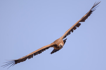 Vulture in simien mountain