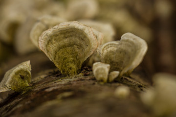 sulfur fungus, Polyporaceae familyasından yenilebilen bir mantar