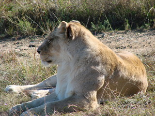 Lioness on the Lookout 