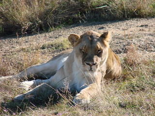 Lioness Feeling Sleepy 
