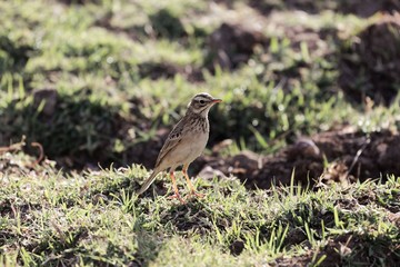 African pipit , Anthus cinnamomeus