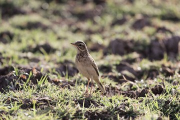 African pipit , Anthus cinnamomeus